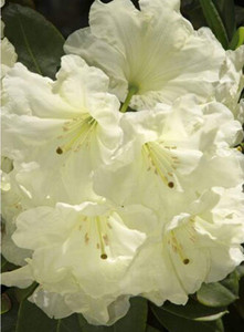 Rhododendron 'Lemon Lodge' 8L Rhododendron 'Lemon Lodge' 8L
