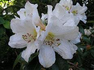 Rhododendron maddenii 8L Rhododendron maddenii 8L