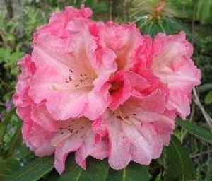 Rhododendron 'Mount Loma Priet 8L Rhododendron 'Mount Loma Priet 8L