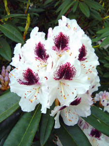 Rhododendron 'Sappho' 8L Rhododendron 'Sappho' 8L