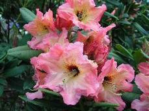 Rhododendron 'Twice As Nice' 8L Rhododendron 'Twice As Nice' 8L