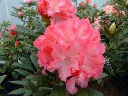 Rhododendron 'Hydon Hunter' 4.7L
