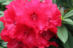Rhododendron 'Huntington' 8L Rhododendron 'Huntington' 8L