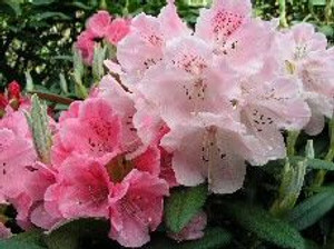 Rhododendron 'Alans Surprise' 8L Rhododendron 'Alans Surprise' 8L