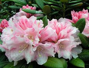 Rhododendron 'Yaku #6' 8L Rhododendron 'Yaku #6' 8L