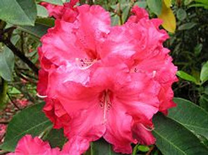 Rhododendron 'Freeman Stephens 8L Rhododendron 'Freeman Stephens 8L