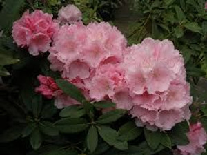 Rhododendron 'Marion Street' 8L Rhododendron 'Marion Street' 8L