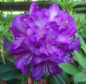 Rhododendron 'Purple Passion' 8L