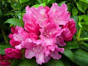 Rhododendron 'Kalinka' 8L