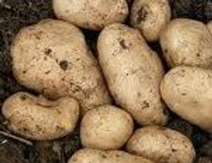 Seed Potato - Ilam Hardy 3kg