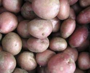 Seed Potato - Red Rascal 3kg