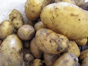 Seed Potato - Maris Anchor 3kg