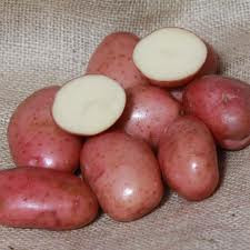 Seed Potato - Red King 3kg
