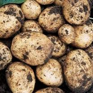 Seed Potato - Swift 3kg