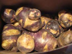 Maori Seed Potato - Kowiniwini Maori Seed Potato - Kowiniwini
