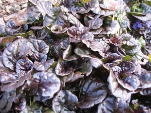 Ajuga reptans 'Black Scallop' 9cm