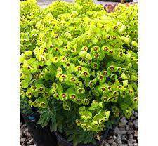 Euphorbia 'Martinii' 9cm