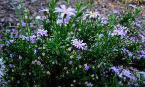 Felicia 'Santa Anita' 9cm