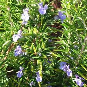 Rosmarinus 'Tuscan Blue' 9cm Rosmarinus 'Tuscan Blue' 9cm