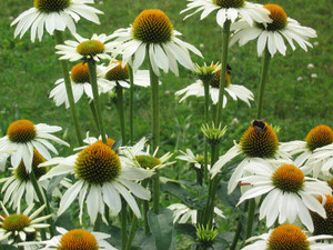Echinacea purpurea 'White Swan 9cm