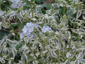 Polemonium 'Stairway To Heaven 9cm