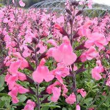 Salvia 'La Siesta' 9cm