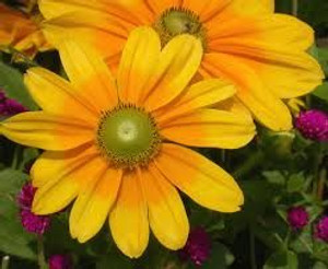 Rudbeckia 'Praire Sun' 9cm Rudbeckia 'Praire Sun' 9cm
