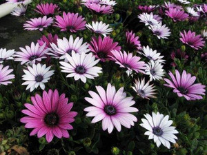 Osteospermum 'Magenta Medley' 9cm