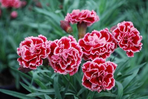 Dianthus 'Sugar Plum' 9cm Dianthus 'Sugar Plum' 9cm