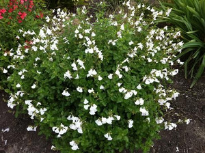 Salvia 'Glare' 9cm