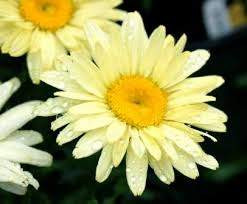 Leucanthemum 'Banana Cream' 9cm