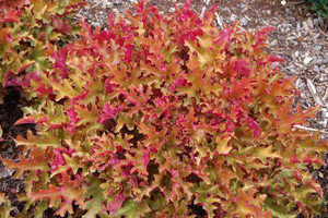 Heuchera 'Marmalade' 9cm Heuchera 'Marmalade' 9cm