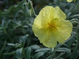 Helianthemum 'Wisley Primrose' 9cm