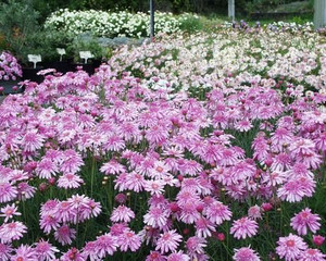 Argyranthemum 'Summer Stars' 9cm