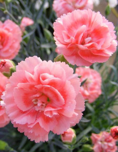 Dianthus 'Romance' 9cm