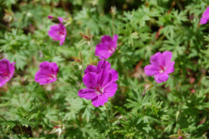 Geranium 'Tiny Monster' 9cm