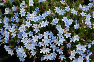 Lithodora 'Crystal Blue' 9cm