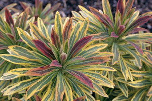 Euphorbia 'Ascot Rainbow' 9cm