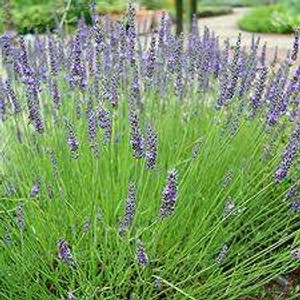 Lavender 'Grosso' 9cm Lavender 'Grosso' 9cm