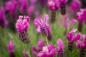 Lavender 'The Princess' 9cm