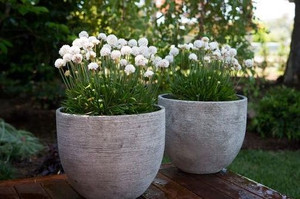 Armeria 'Dream Cloud' 9cm