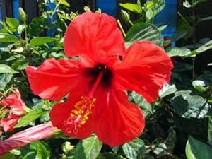 Hibiscus 'Rosa Sinensis' 2.5L Hibiscus 'Rosa Sinensis' 2.5L