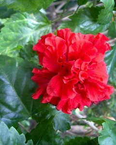 Hibiscus 'Lambertii' 2.5L