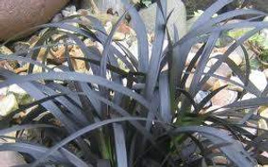 Ophiopogon 'Black Dragon' GOL Ophiopogon 'Black Dragon' GOL