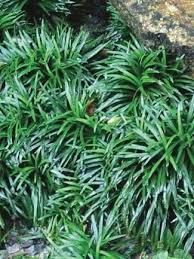 Ophiopogon japonicus 'Kyoto' GOL