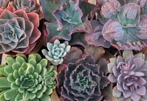 Echeveria 'Assorted' 7cm Echeveria 'Assorted' 7cm
