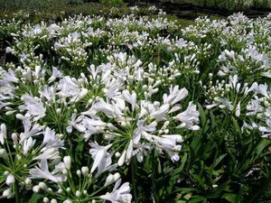Agapanthus 'Snowball' GOL