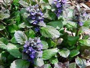 Ajuga reptans 'Catlin's Giant' GOL Ajuga reptans 'Catlin's Giant' GOL