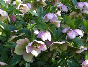 Helleborus orientalis GOL Helleborus orientalis GOL