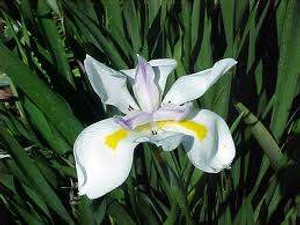 Dietes grandiflora GOL Dietes grandiflora GOL